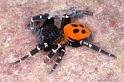 Eresus_sandaliatus_D3048_Z_93_NP De Hoge Veluwe_Nederland